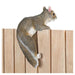 Climbing Cuties - Chip the Squirrel - Giftscircle