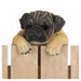 Climbing Cuties - Daisy the Pug - Giftscircle