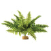 Exo Terra Boston Fern Terrarium Plant - Medium - 1 count - Giftscircle