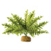 Exo Terra Boston Fern Terrarium Plant - Small - 1 count - Giftscircle