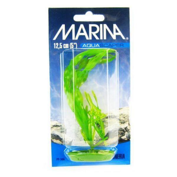 Marina Corkscrew Val Plant - 5" Tall - Giftscircle