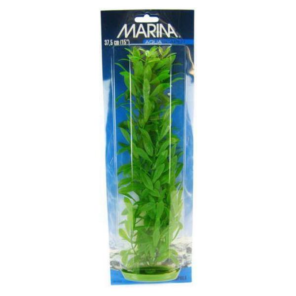 Marina Hygrophila Plant - 15" Tall - Giftscircle