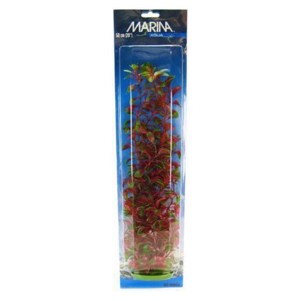 Marina Red Ludwigia Plant - 20" Tall - Giftscircle